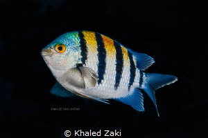 Sergeant Fish taken by Canon 5D mk3 in Nauticam Housing w... by Khaled Zaki 